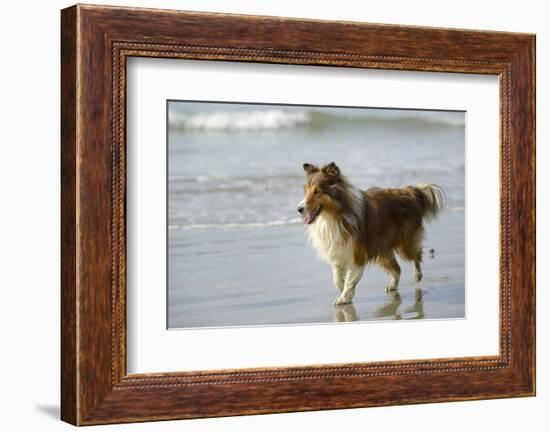 Canada, B.C, Vancouver Island. Sheltie Walking on Chesterman Beach-Kevin Oke-Framed Photographic Print