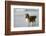 Canada, B.C, Vancouver Island. Sheltie Walking on Chesterman Beach-Kevin Oke-Framed Photographic Print