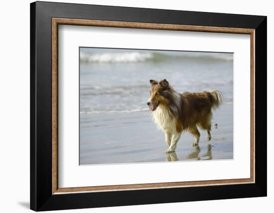 Canada, B.C, Vancouver Island. Sheltie Walking on Chesterman Beach-Kevin Oke-Framed Photographic Print