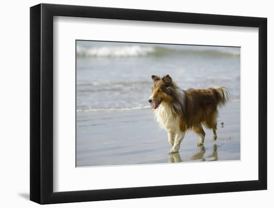 Canada, B.C, Vancouver Island. Sheltie Walking on Chesterman Beach-Kevin Oke-Framed Photographic Print