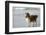 Canada, B.C, Vancouver Island. Sheltie Walking on Chesterman Beach-Kevin Oke-Framed Photographic Print