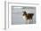 Canada, B.C, Vancouver Island. Sheltie Walking on Chesterman Beach-Kevin Oke-Framed Photographic Print