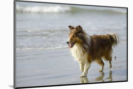 Canada, B.C, Vancouver Island. Sheltie Walking on Chesterman Beach-Kevin Oke-Mounted Photographic Print