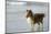 Canada, B.C, Vancouver Island. Sheltie Walking on Chesterman Beach-Kevin Oke-Mounted Photographic Print
