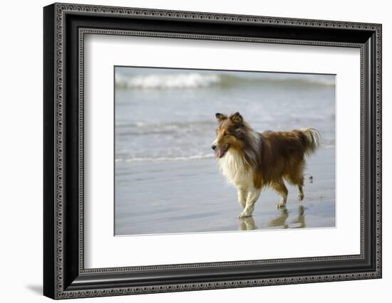 Canada, B.C, Vancouver Island. Sheltie Walking on Chesterman Beach-Kevin Oke-Framed Photographic Print