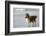 Canada, B.C, Vancouver Island. Sheltie Walking on Chesterman Beach-Kevin Oke-Framed Photographic Print