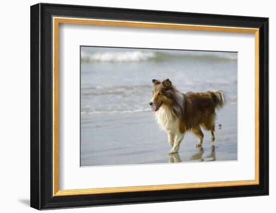 Canada, B.C, Vancouver Island. Sheltie Walking on Chesterman Beach-Kevin Oke-Framed Photographic Print