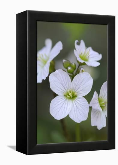 Canada, B.C, Vancouver Island. Slender Toothwort-Kevin Oke-Framed Premier Image Canvas