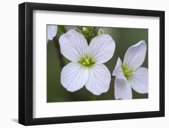 Canada, B.C, Vancouver Island. Slender Toothwort-Kevin Oke-Framed Photographic Print