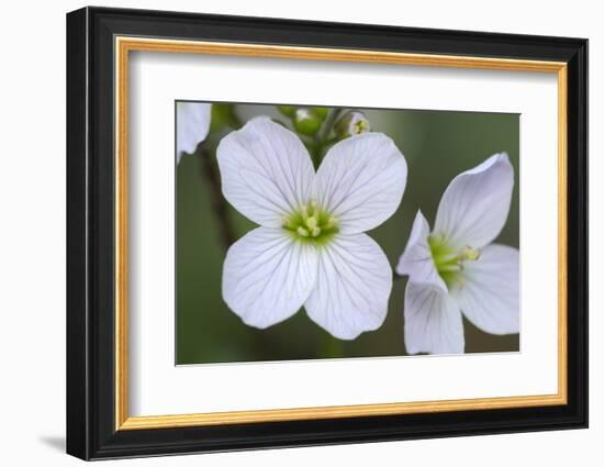 Canada, B.C, Vancouver Island. Slender Toothwort-Kevin Oke-Framed Photographic Print