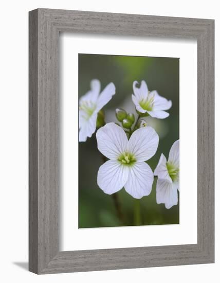 Canada, B.C, Vancouver Island. Slender Toothwort-Kevin Oke-Framed Photographic Print