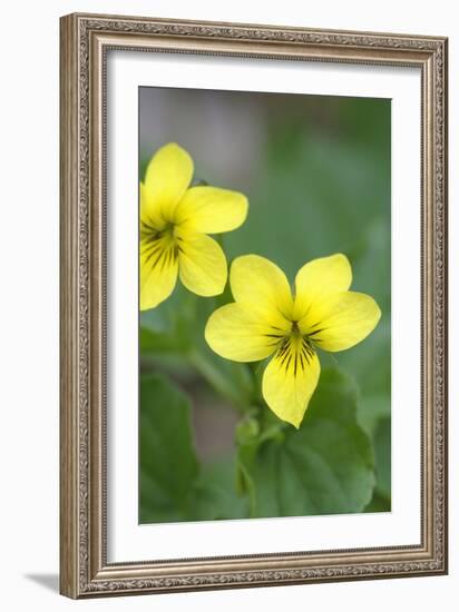 Canada, B.C, Vancouver Island. Stream Violet, Viola Glabella-Kevin Oke-Framed Photographic Print