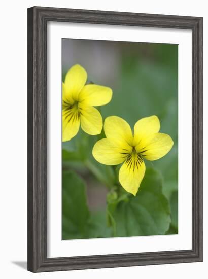 Canada, B.C, Vancouver Island. Stream Violet, Viola Glabella-Kevin Oke-Framed Photographic Print