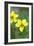 Canada, B.C, Vancouver Island. Stream Violet, Viola Glabella-Kevin Oke-Framed Photographic Print