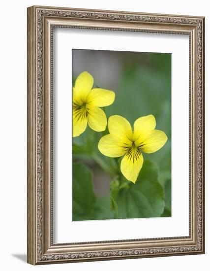 Canada, B.C, Vancouver Island. Stream Violet, Viola Glabella-Kevin Oke-Framed Photographic Print