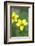 Canada, B.C, Vancouver Island. Stream Violet, Viola Glabella-Kevin Oke-Framed Photographic Print