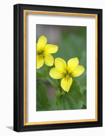 Canada, B.C, Vancouver Island. Stream Violet, Viola Glabella-Kevin Oke-Framed Photographic Print