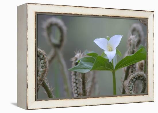 Canada, B.C, Vancouver Island. Western Trillium, Trillium Ovatum-Kevin Oke-Framed Premier Image Canvas