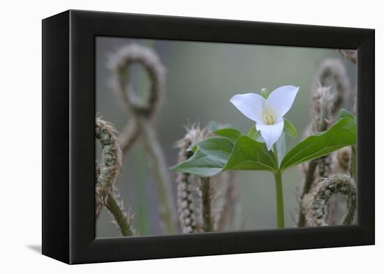 Canada, B.C, Vancouver Island. Western Trillium, Trillium Ovatum-Kevin Oke-Framed Premier Image Canvas