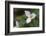 Canada, B.C, Vancouver Island. Western Trillium, Trillium Ovatum-Kevin Oke-Framed Photographic Print