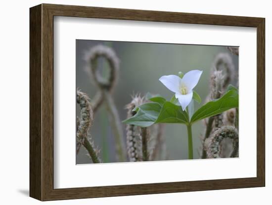 Canada, B.C, Vancouver Island. Western Trillium, Trillium Ovatum-Kevin Oke-Framed Photographic Print