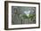 Canada, B.C, Vancouver Island. Western Trillium, Trillium Ovatum-Kevin Oke-Framed Photographic Print