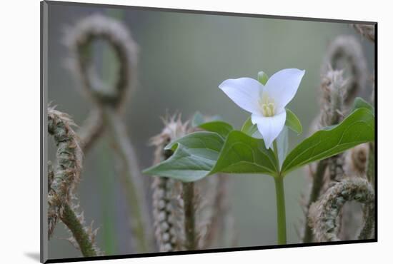 Canada, B.C, Vancouver Island. Western Trillium, Trillium Ovatum-Kevin Oke-Mounted Photographic Print