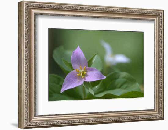 Canada, B.C, Vancouver Island. Western Trillium, Trillium Ovatum-Kevin Oke-Framed Photographic Print