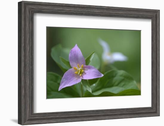 Canada, B.C, Vancouver Island. Western Trillium, Trillium Ovatum-Kevin Oke-Framed Photographic Print