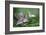 Canada, B.C, Vancouver Island. Western Trillium, Trillium Ovatum-Kevin Oke-Framed Photographic Print