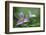 Canada, B.C, Vancouver Island. Western Trillium, Trillium Ovatum-Kevin Oke-Framed Photographic Print