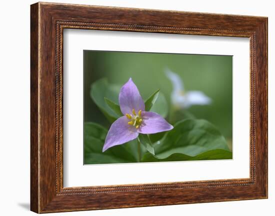 Canada, B.C, Vancouver Island. Western Trillium, Trillium Ovatum-Kevin Oke-Framed Photographic Print