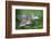 Canada, B.C, Vancouver Island. Western Trillium, Trillium Ovatum-Kevin Oke-Framed Photographic Print