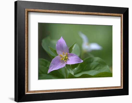 Canada, B.C, Vancouver Island. Western Trillium, Trillium Ovatum-Kevin Oke-Framed Photographic Print