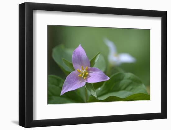 Canada, B.C, Vancouver Island. Western Trillium, Trillium Ovatum-Kevin Oke-Framed Photographic Print