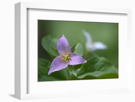 Canada, B.C, Vancouver Island. Western Trillium, Trillium Ovatum-Kevin Oke-Framed Photographic Print