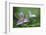 Canada, B.C, Vancouver Island. Western Trillium, Trillium Ovatum-Kevin Oke-Framed Photographic Print