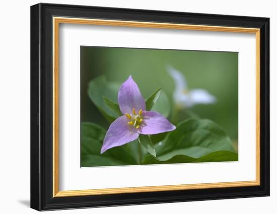 Canada, B.C, Vancouver Island. Western Trillium, Trillium Ovatum-Kevin Oke-Framed Photographic Print