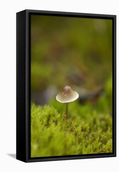 Canada, B.C, Vancouver. Mycena Mushroom Surrounded by Moss-Kevin Oke-Framed Premier Image Canvas