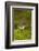 Canada, B.C, Vancouver. Mycena Mushroom Surrounded by Moss-Kevin Oke-Framed Photographic Print