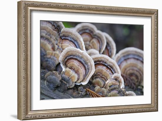 Canada, B.C, Vancouver. Turkey Tail Polypore Macro Photograph-Kevin Oke-Framed Photographic Print