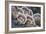 Canada, B.C, Vancouver. Turkey Tail Polypore Macro Photograph-Kevin Oke-Framed Photographic Print