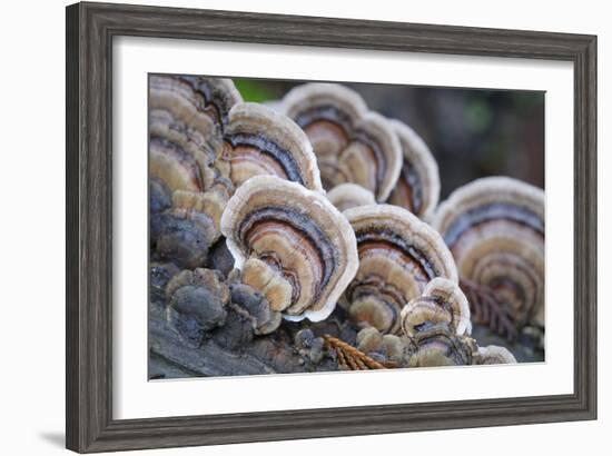 Canada, B.C, Vancouver. Turkey Tail Polypore Macro Photograph-Kevin Oke-Framed Photographic Print