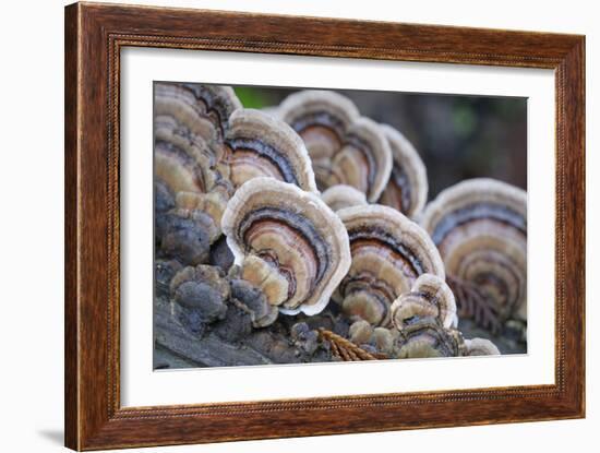 Canada, B.C, Vancouver. Turkey Tail Polypore Macro Photograph-Kevin Oke-Framed Photographic Print