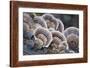 Canada, B.C, Vancouver. Turkey Tail Polypore Macro Photograph-Kevin Oke-Framed Photographic Print