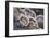 Canada, B.C, Vancouver. Turkey Tail Polypore Macro Photograph-Kevin Oke-Framed Photographic Print