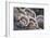 Canada, B.C, Vancouver. Turkey Tail Polypore Macro Photograph-Kevin Oke-Framed Photographic Print