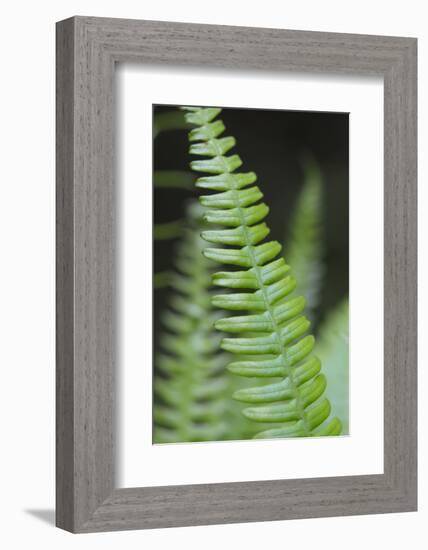 Canada, B.C. Western Sword Fern, Carmanah Walbran Provincial Park-Kevin Oke-Framed Photographic Print