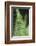 Canada, B.C. Western Sword Fern, Carmanah Walbran Provincial Park-Kevin Oke-Framed Photographic Print