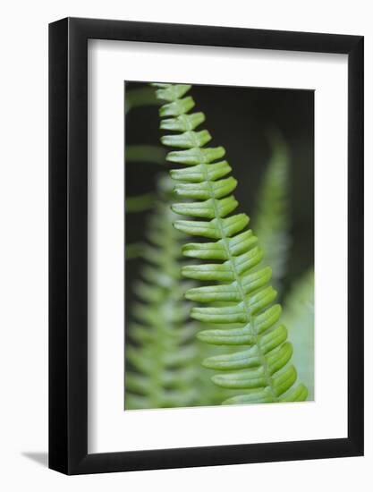 Canada, B.C. Western Sword Fern, Carmanah Walbran Provincial Park-Kevin Oke-Framed Photographic Print